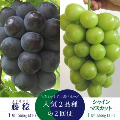 【発送月固定定期便】【2026年先行予約】藤稔とシャインマスカットの1房お試し2回便(岡山産)全2回【配送不可地域：離島】