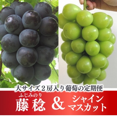 【発送月固定定期便】【2026年先行予約】大きな藤稔とシャインマスカットの満足2回便!全2回【配送不可地域：離島】