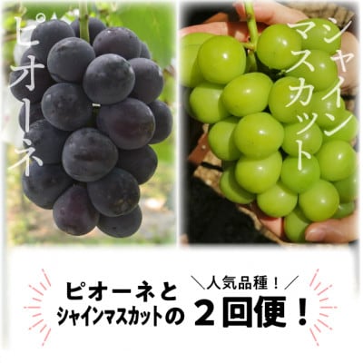 【発送月固定定期便】【2026年先行予約】ピオーネとシャインマスカットの大2房が届く(岡山産)全2回【配送不可地域：離島】