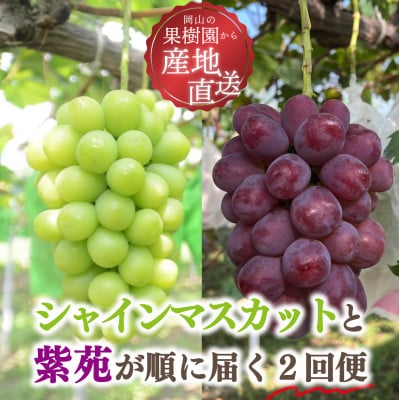 【発送月固定定期便】【2026年先行予約】シャインマスカットと紫苑の2回便(岡山県産)全2回【配送不可地域：離島】