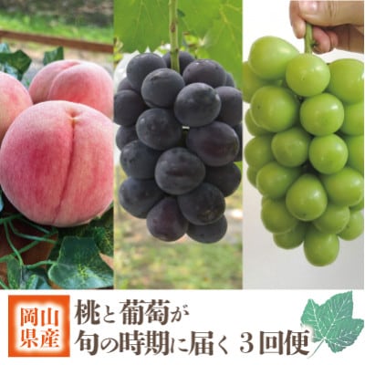 【発送月固定定期便】【2026年先行予約】旬採り桃とピオーネ、シャインマスカットが届く/岡山産全3回【配送不可地域：離島】