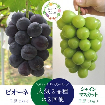 【発送月固定定期便】ピオーネとシャインマスカットお試し便 (岡山県産)全2回【配送不可地域：離島】