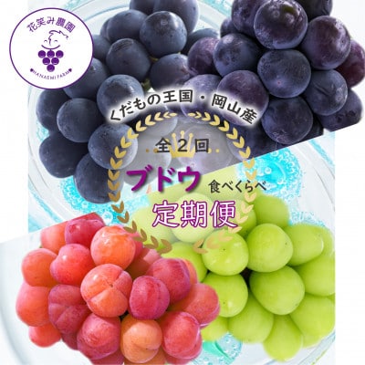 【発送月固定定期便】岡山　花笑み農園のブドウ食べ比べ　全4種全2回【配送不可地域：離島】