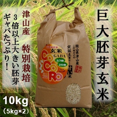 2022年7月発送開始『定期便』3倍大の胚芽!津山突鉱土育ち　特別栽培・巨大胚芽玄米10kg全6回