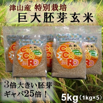2022年7月発送開始『定期便』3倍大の胚芽!津山突鉱土育ち　特別栽培・巨大胚芽玄米5kg全6回