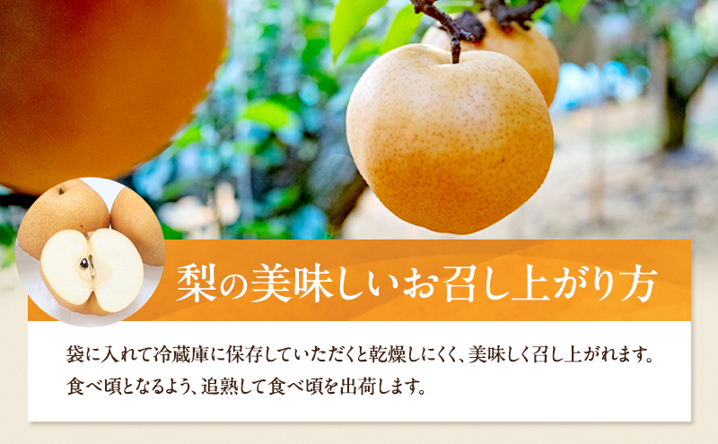 梨 2026年 先行予約 あたご梨 2玉 (1玉 約720g) 化粧箱 【11月下旬～12月中旬頃発送】ナシ なし 岡山県産 国産 フルーツ 果物 ギフト 石原果樹園 愛宕梨 日本一大きい梨