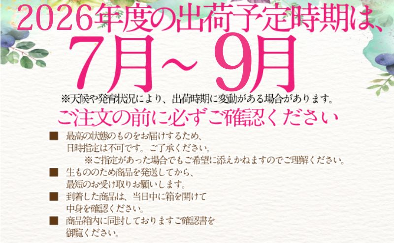 2026年予約受付中【3回定期便】 シャインマスカット 晴王 7月8月9月に1回づつ出荷  2房 1.4kg 人気 岡山県産 種無し 皮ごと食べる みずみずしい  フレッシュ 晴れの国 おかやま 果物大国 ハレノフルーツ