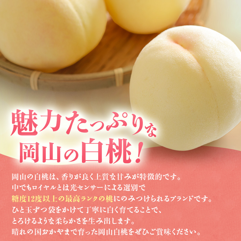 【2026年先行受付】 白桃 3回 定期便 特秀 ロイヤル 大玉 岡山県産 桃 もも モモ 御中元 ギフト 御礼 プレゼント 御礼 御祝 御供 果物 くだもの フルーツ