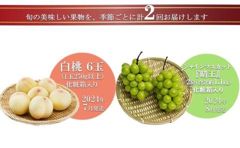 フルーツ 2026年 先行予約 晴れの国 岡山 の フルーツ 定期便 2回コース 桃 ぶどう 岡山県産 国産 フルーツ 果物 ギフト デザート 白桃 シャインマスカット 高級ぶどう