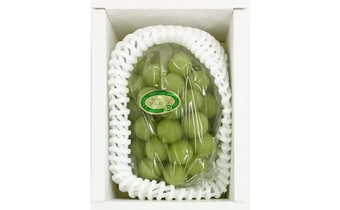 ぶどう 2026年 先行予約 シャイン マスカット 1房 約500g ブドウ 葡萄  岡山県産 国産 フルーツ 果物 ギフト