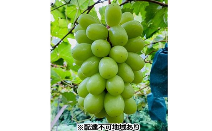 ぶどう 2026年 先行予約 シャイン マスカット 2房 合計1.4kg以上 ブドウ 葡萄 岡山県産 国産 フルーツ 果物 ギフト 河本農園 果物類 シャインマスカット