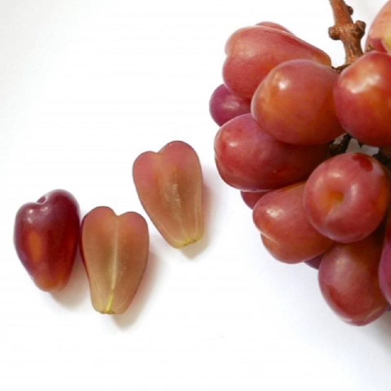 ぶどう 2026年 先行予約 農家こだわりのシャインマスカット＆ハート型のマイハート  合計約1.2kg ブドウ 葡萄 岡山県産 国産 フルーツ 果物 ギフト 【 Nini farm 農家 直送 】