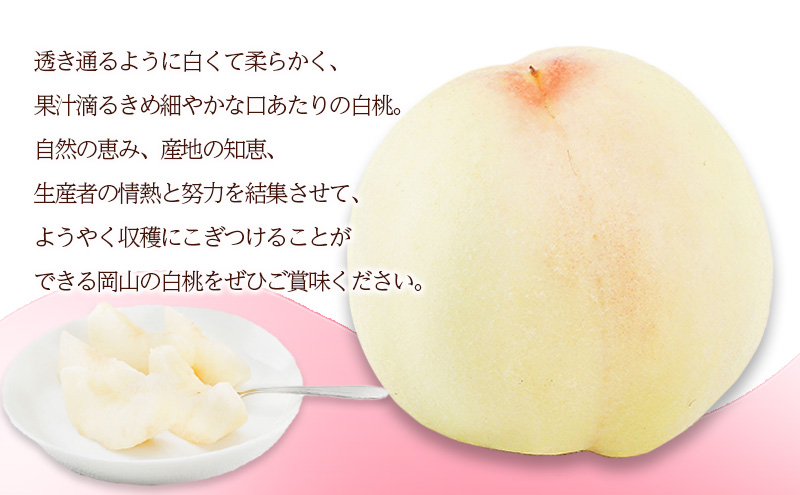 桃 2026年 先行予約 白桃 6玉（1玉300g以上）化粧箱入り もも モモ 岡山県産 国産 フルーツ 果物 ギフト