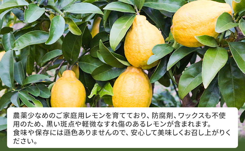 璃の香 レモン イエロー ご家庭用 約4kg れもん 檸檬 柑橘 国産  果汁 果物 フルーツ ゆめさきファーム