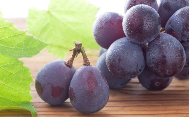 ぶどう 2026年 先行予約 特選 ニュー ピオーネ 1房 約600g  ブドウ 葡萄  岡山県産 国産 フルーツ 果物 ギフト いろは堂