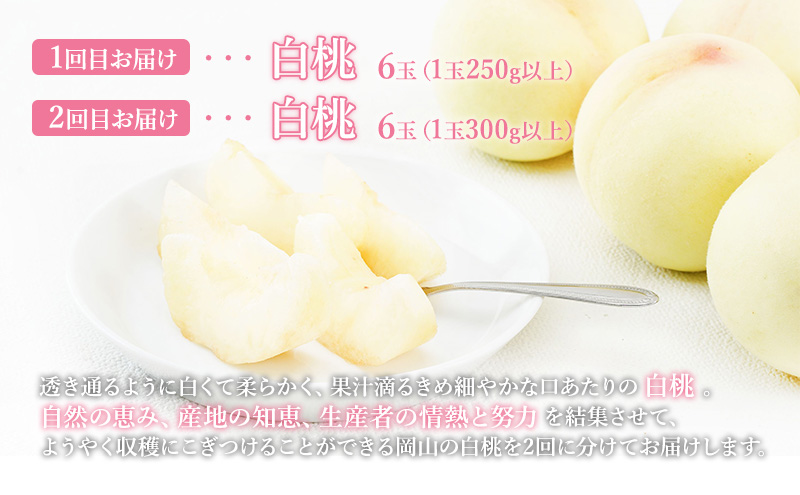 桃 定期便 2026年 先行予約 晴れの国 岡山 の 白桃 ×2回 お届け 1回目 白桃 6玉（1玉250g以上）／2回目 白桃 6玉（1玉300g以上） 化粧箱入り もも モモ 岡山産 国産 フルーツ 果物 ギフト
