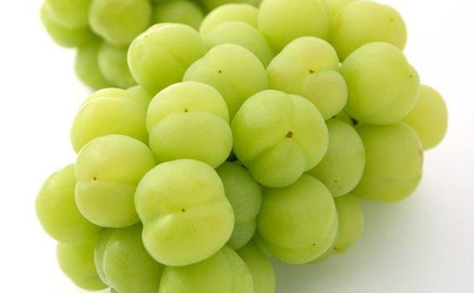 ぶどう 2026年 先行予約 桃太郎 ぶどう 2房（1房 480g以上 ハウス栽培）贈答用 ブドウ 葡萄  岡山県産 国産 フルーツ 果物 ギフト