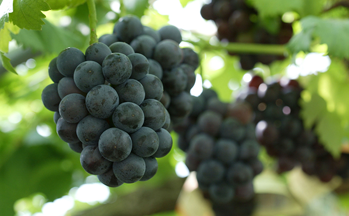 ぶどう 2026年 先行予約 つる付き ニュー ピオーネ 3房入り（1房 580g以上 露地栽培） ブドウ 葡萄  岡山県産 国産 フルーツ 果物 ギフト