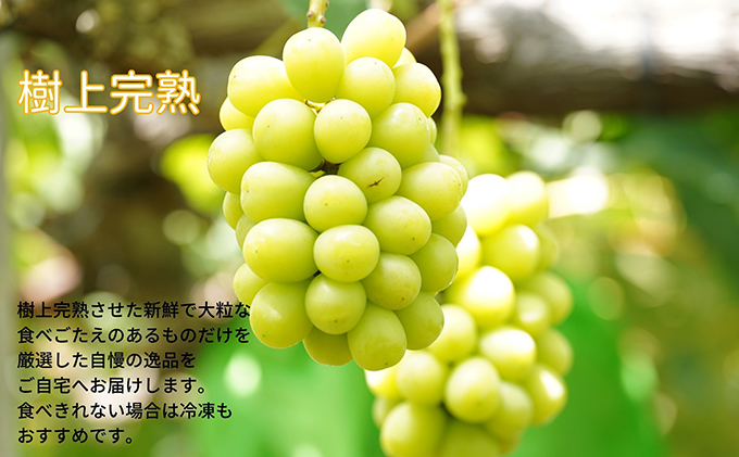 厳選 シャインマスカット・ニューピオーネ 2房 合計1.0kg以上 詰合せ 産地直送 朝採れ ぶどう 葡萄 Kawahara Green Farm 岡山県産 2026年 果物 フルーツ 人気 甘い セット