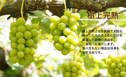 厳選 シャインマスカット・瀬戸ジャイアンツ 2房 合計1.1kg以上 詰合せ 産地直送 朝採れ ぶどう 葡萄 Kawahara Green Farm 岡山県産 2026年 果物 フルーツ 岡山のブドウ デザート 食べ物 国産 日本産
