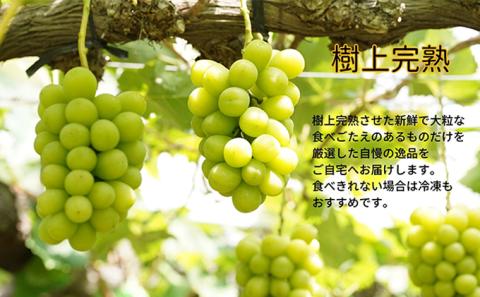 厳選 シャインマスカット・瀬戸ジャイアンツ 2～3房 合計1.7kg以上 詰合せ 産地直送 朝採れ ぶどう 葡萄 Kawahara Green Farm 岡山県産2026年 果物 フルーツ 岡山のブドウ デザート 食べ物 国産 日本産