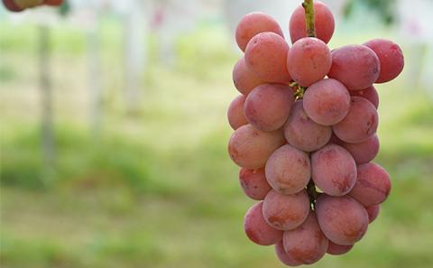 厳選 クイーンニーナ 2房 合計1.0kg以上 産地直送 朝採れ ぶどう 葡萄 Kawahara Green Farm 岡山県産 2026年 果物 フルーツ 岡山のブドウ デザート 食べ物 国産 日本産