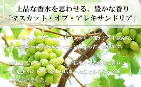 ぶどう 2026年 先行予約 マスカット ・オブ・アレキサンドリア 約600g×1房 ブドウ 葡萄  岡山県産 国産 フルーツ 果物 ギフト 岡山のブドウ デザート 食べ物 日本産