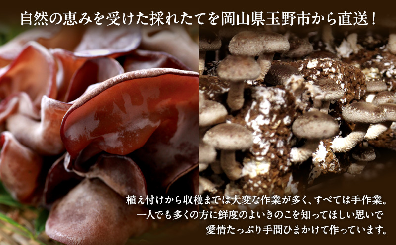 【 産地直送 】 有機JAS 生椎茸 800g ＆ 生きくらげ 200g 定期便 3ヶ月 オーガニック しいたけ 椎茸 きくらげ きのこ 野菜 岡山県 玉野市 栽培期間中化学肥料不使用 栽培期間中農薬