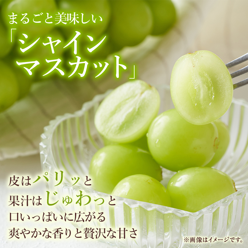 ぶどう 2026年 先行予約 ご家庭用 シャイン マスカット 約2kg 糖度抜群！ 【8月中旬～順次発送分】 ブドウ 葡萄  岡山県産 国産 フルーツ 果物 果物類