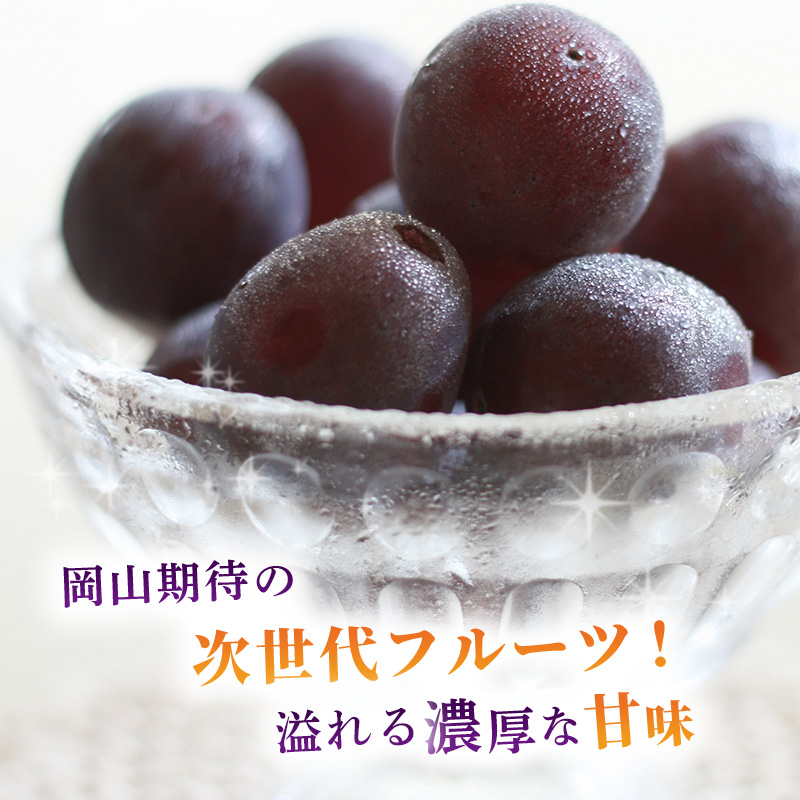 ぶどう 2026年 先行予約 ご家庭用 オーロラブラック 2～3房 合計約1.2kg ブドウ 葡萄  岡山県産 国産 フルーツ 果物 ギフト