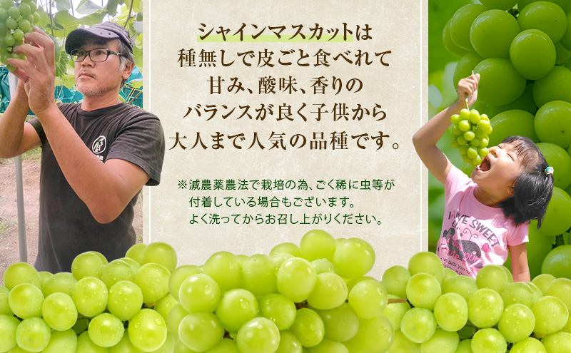 ぶどう 2026年 先行予約 シャインマスカット 約1kg 2房 減農薬／ハウス栽培 ブドウ 葡萄 岡山県産 国産 フルーツ 果物 ギフト ばんの農園 果物類 シャインマスカット