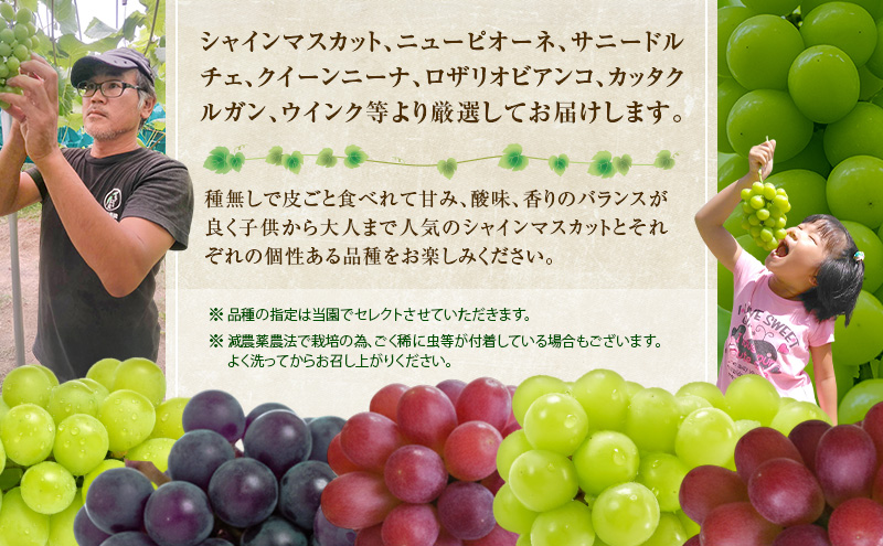 ぶどう 2026年 先行予約 旬のぶどう食べ比べセット 約1.8kg 3～5房 減農薬／ハウス栽培 ブドウ 葡萄 岡山県産 国産 フルーツ 果物 ギフト ばんの農園 マスカット