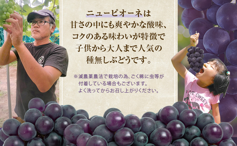 ぶどう 2026年 先行予約 ニューピオーネ 1房 約500g 減農薬栽培 ブドウ 葡萄 岡山県産 国産 フルーツ 果物 ギフト ばんの農園 ニューピオーネ 種なし