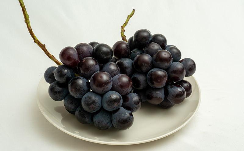 ぶどう 2026年 先行予約 ニュー ピオーネ 2房（合計約940g）化粧箱入り ブドウ 葡萄  岡山県産 国産 フルーツ 果物 ギフト