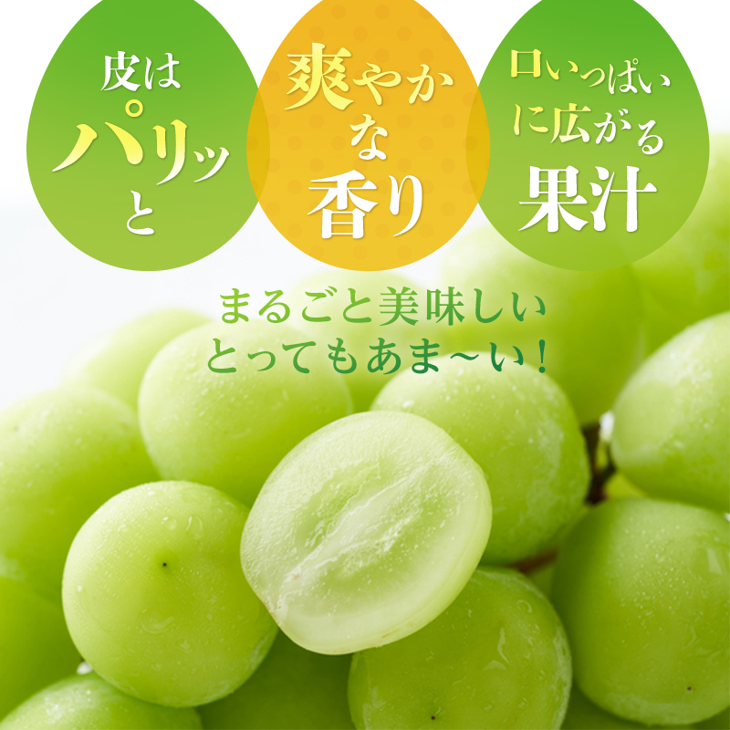 ぶどう 2026年 先行予約 岡山 名産  晴王 シャイン マスカット たっぷり2kg！9月上旬以降順次発送 ギフトにも ブドウ 葡萄  岡山県産 国産 フルーツ 果物 種なし 皮ごと 濃厚な甘み 上品な香り