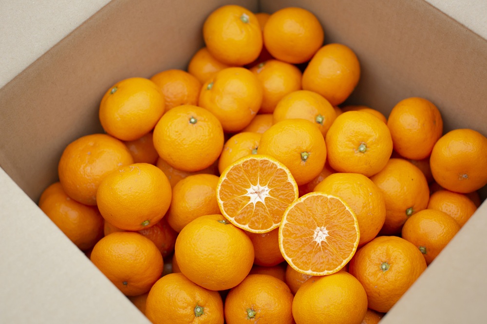 【訳あり】もんしーみかん（岡山県大藪産）約5kg 果物類 柑橘類 フルーツ お孫さん お子様 イラスト 減農薬栽培 安心 甘酸っぱさ