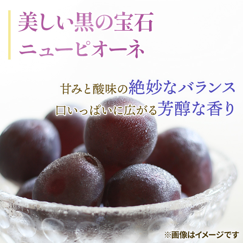 ぶどう 2026年 先行予約 ご家庭用 ニュー ピオーネ 3～6房 約2kg ブドウ 葡萄  岡山県産 国産 フルーツ 果物 巨峰 美しい 外観 大粒 高糖度 種なし 皮ごと 芳醇 酸味 美味しい 絶妙 バランス 大人気