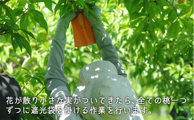 桃 2026年 先行予約 白桃 早生種 約1.3kg  5～6玉 もも モモ 岡山県産 国産 フルーツ 果物 ギフト