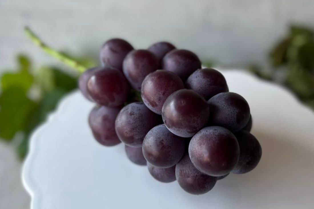 ぶどう 藤稔 2房 合計1.0kg以上 産地直送 朝採れ ぶどう 葡萄 岡山 Kawahara Green Farm 岡山県産 2026年