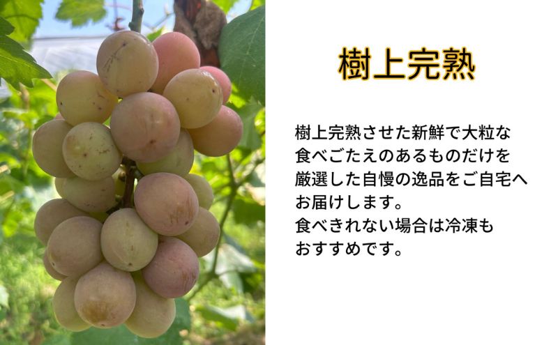 訳あり クイーンニーナ 2～3房 合計1.1kg以上 産地直送 朝採れ ぶどう 葡萄 岡山 Kawahara Green Farm 岡山県産 2026年