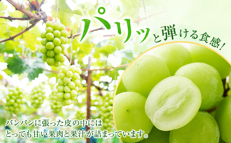 ぶどう 2026年 先行予約 ［ご家庭用］ シャイン マスカット 2房（合計1kg以上）  ブドウ 葡萄  岡山県産 国産 フルーツ 果物 OEC KINGDOM ぶどう家 果物類