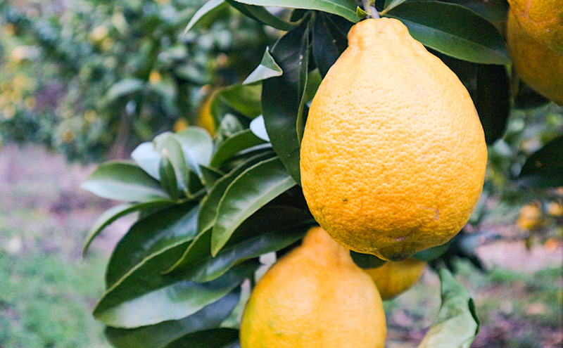 璃の香 レモン イエロー ご家庭用 約5kg れもん 檸檬 柑橘 国産  果汁 果物 フルーツ ゆめさきファーム