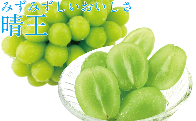 ぶどう2026年 先行予約 9月・10月発送 シャイン マスカット 晴王 2房（合計約1kg） ブドウ 葡萄  岡山県産 国産 フルーツ 果物 ギフト