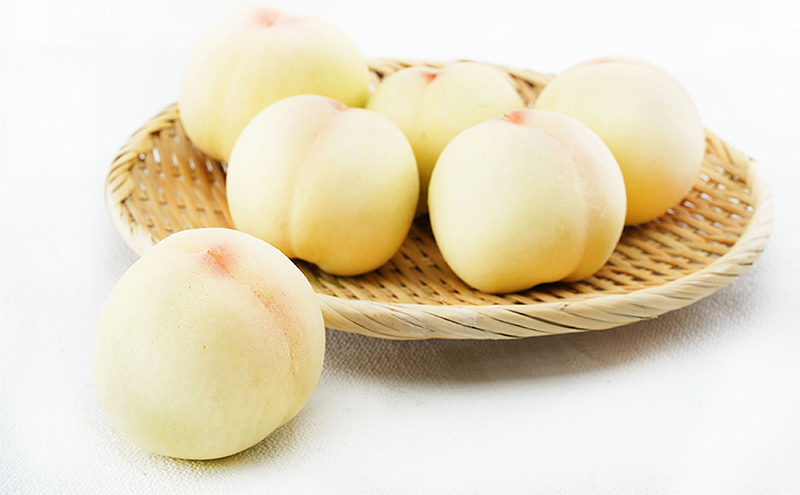 桃 定期便 2026年 先行予約 岡山 の 白桃 6玉 合計1.6kg以上×2回 お届け 化粧箱入り もも モモ 岡山産 国産 フルーツ 果物 ギフト