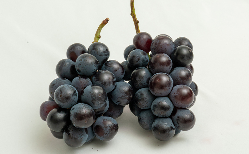 ぶどう 梨 定期便 2026年 先行予約 フルーツ王国 岡山を堪能 定期便 3回コース 葡萄 ぶどう 梨 なし 岡山県産 国産 果物 セット ギフト