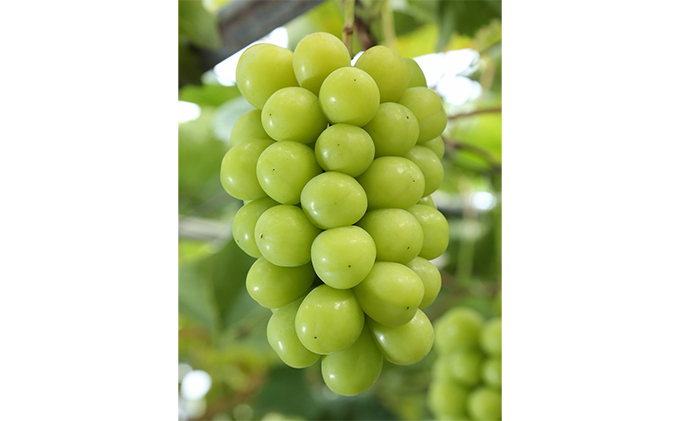 ぶどう 2026年 先行予約 つる付き シャイン マスカット 晴王 1房 680g以上（ハウス栽培） ブドウ 葡萄  岡山県産 国産 フルーツ 果物 ギフト