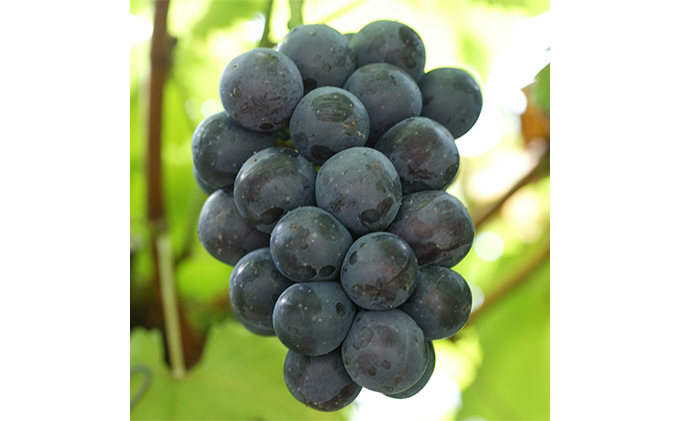 ぶどう 2026年 先行予約 ご家庭用 ニュー ピオーネ 優品 3房入り（1房 530g以上 露地栽培） ブドウ 葡萄  岡山県産 国産 フルーツ 果物