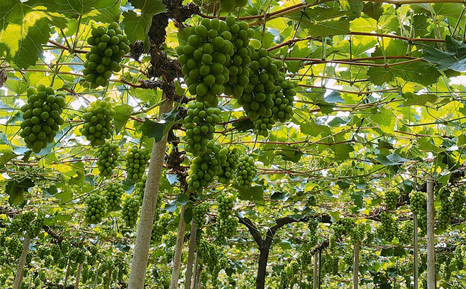 ぶどう 2026年 先行予約 【平均糖度20度】農家こだわりの シャイン マスカット 2房 合計約1.2kg 贈答クラス ブドウ 葡萄 岡山県産 国産 フルーツ 果物 ギフト 【 Nini farm 農家 直送 】 岡山のぶどう デザート