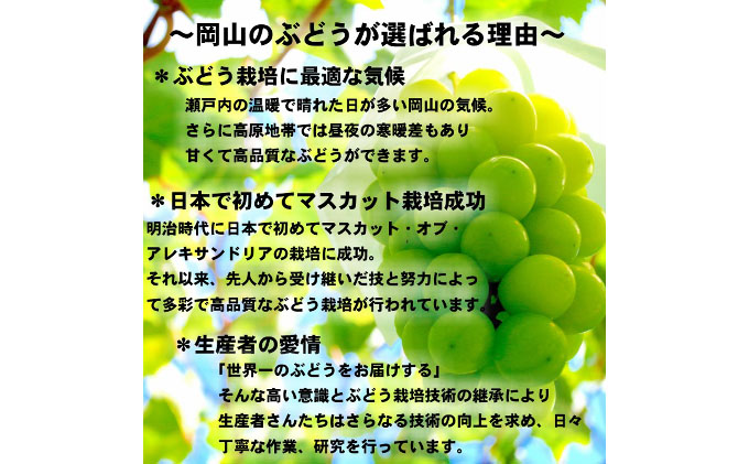 ぶどう 2026年 先行予約 シャイン マスカット 【8月中旬～順次発送分】約2kg 糖度抜群！ ブドウ 葡萄  岡山県産 国産 フルーツ 果物 ギフト 果物類