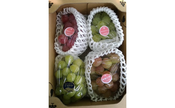 ぶどう 2026年 先行予約 旬のぶどう食べ比べセット 約1.8kg 3～5房 減農薬／ハウス栽培 ブドウ 葡萄 岡山県産 国産 フルーツ 果物 ギフト ばんの農園 マスカット